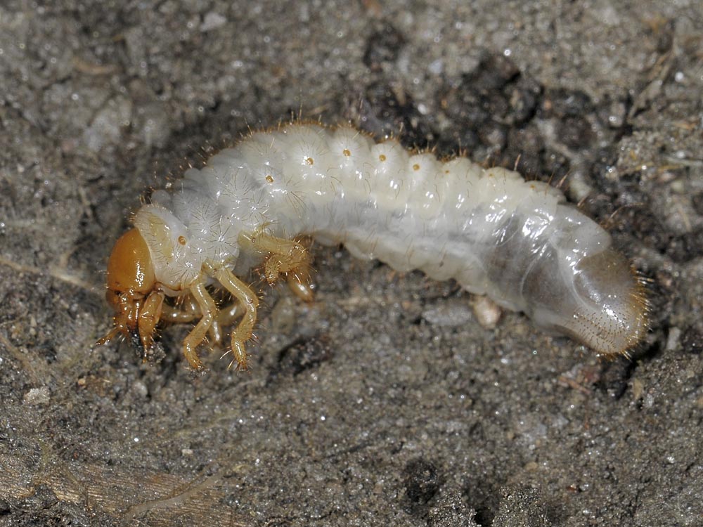 Calathus erratus? no, C. ambiguus - con larva